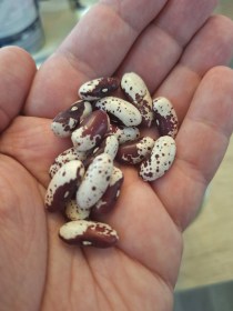 Manto de la Virgen de Tenerife bab, Phaseolus vulgaris , hüvelyes